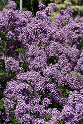Bloomerang Dark Purple Lilac (Syringa 'SMSJBP7') at Thies Farm & Greenhouses
