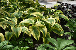 Gold-Variegated Mountain Hosta (Hosta montana 'Aureomarginata') at Thies Farm & Greenhouses