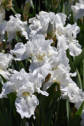 Immortality Iris (Iris 'Immortality') at Thies Farm & Greenhouses