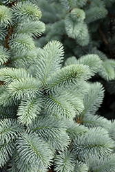 Hoopsii Blue Spruce (Picea pungens 'Hoopsii') at Thies Farm & Greenhouses