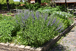 Blue Wild Indigo (Baptisia australis) at Thies Farm & Greenhouses