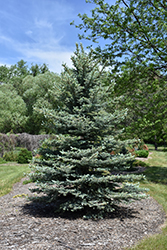 Baby Blue Eyes Spruce (Picea pungens 'Baby Blue Eyes') at Thies Farm & Greenhouses