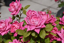 Pink Double Knock Out Rose (Rosa 'Radtkopink') at Thies Farm & Greenhouses