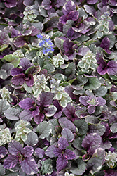 Burgundy Glow Bugleweed (Ajuga reptans 'Burgundy Glow') at Thies Farm & Greenhouses