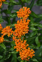 Butterfly Weed (Asclepias tuberosa) at Thies Farm & Greenhouses