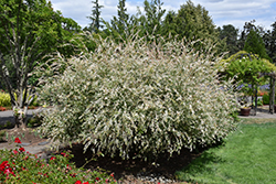 Tricolor Willow (Salix integra 'Hakuro Nishiki') at Thies Farm & Greenhouses