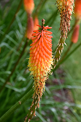 Flamenco Mix Torchlily (Kniphofia 'Flamenco') at Thies Farm & Greenhouses