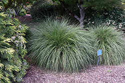 Hameln Dwarf Fountain Grass (Pennisetum alopecuroides 'Hameln') at Thies Farm & Greenhouses