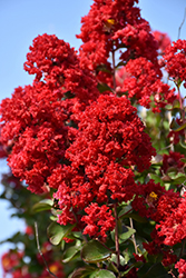 Dynamite Crapemyrtle (Lagerstroemia indica 'Whit II') at Thies Farm & Greenhouses