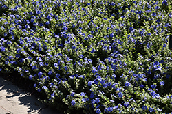 Blue My Mind Morning Glory (Evolvulus 'USEVO1201') at Thies Farm & Greenhouses