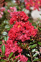 Cherry Dazzle Crapemyrtle (Lagerstroemia indica 'Gamad 1') at Thies Farm & Greenhouses