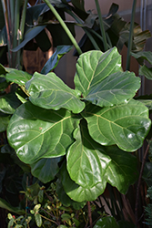 Fiddle Leaf Fig (Ficus lyrata) at Thies Farm & Greenhouses