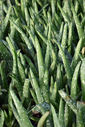 Aloe Vera (Aloe vera) at Thies Farm & Greenhouses