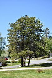 Jack Pine (Pinus banksiana) at Thies Farm & Greenhouses