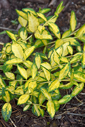 Illumination Periwinkle (Vinca minor 'Illumination') at Thies Farm & Greenhouses