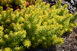 Angelina Stonecrop (Sedum rupestre 'Angelina') at Thies Farm & Greenhouses