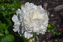 Festiva Maxima Peony (Paeonia 'Festiva Maxima') at Thies Farm & Greenhouses