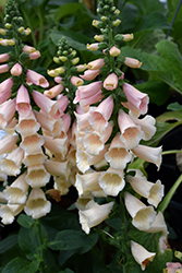 Dalmatian Peach Foxglove (Digitalis purpurea 'Dalmatian Peach') at Thies Farm & Greenhouses