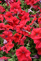Dreams Red Petunia (Petunia 'Dreams Red') at Thies Farm & Greenhouses