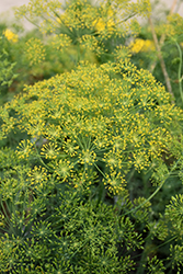 Dill (Anethum graveolens) at Thies Farm & Greenhouses