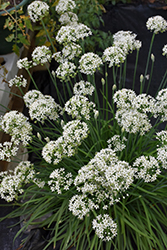 Garlic Chives (Allium tuberosum) at Thies Farm & Greenhouses