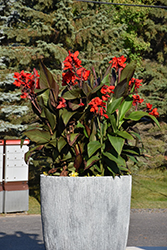 Tropical Bronze Scarlet Canna (Canna 'Tropical Bronze Scarlet') at Thies Farm & Greenhouses