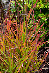 Flame Grass (Miscanthus sinensis 'Purpurascens') at Thies Farm & Greenhouses