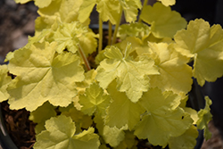 Primo Pretty Pistachio Coral Bells (Heuchera 'Pretty Pistachio') at Thies Farm & Greenhouses
