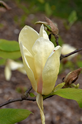 Yellow Lantern Magnolia (Magnolia 'Yellow Lantern') at Thies Farm & Greenhouses