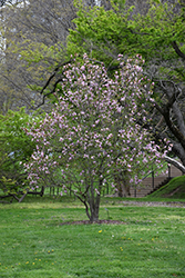 Ricki Magnolia (Magnolia 'Ricki') at Thies Farm & Greenhouses
