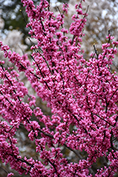 Appalachian Red Redbud (Cercis canadensis 'Appalachian Red') at Thies Farm & Greenhouses