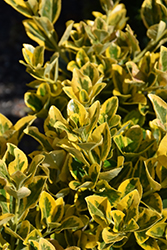 Gold Variegated Japanese Euonymus (Euonymus japonicus 'Aureomarginatus') at Thies Farm & Greenhouses