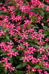 Soiree Kawaii Coral Vinca (Catharanthus roseus 'Soiree Kawaii Coral') at Thies Farm & Greenhouses