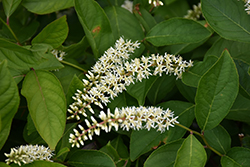 Scentlandia Virginia Sweetspire (Itea virginica 'SMNIVDFC') at Thies Farm & Greenhouses