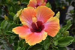 Fiesta Hibiscus (Hibiscus rosa-sinensis 'Fiesta') at Thies Farm & Greenhouses