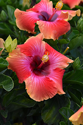 Fiesta Hibiscus (Hibiscus rosa-sinensis 'Fiesta') at Thies Farm & Greenhouses