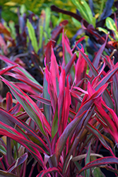 Maria Cordyline (Cordyline 'Maria') at Thies Farm & Greenhouses