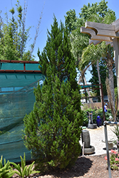 Spartan Juniper (Juniperus chinensis 'Spartan') at Thies Farm & Greenhouses