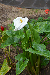 Calla Lily (Zantedeschia aethiopica) at Thies Farm & Greenhouses