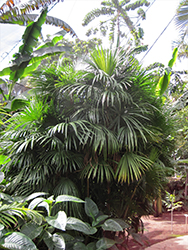 Finger Palm (Rhapis multifida) at Thies Farm & Greenhouses