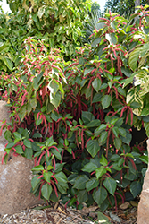 Firetail Chenille Plant (Acalypha hispida) at Thies Farm & Greenhouses