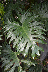 Tree Philodendron (Philodendron selloum) at Thies Farm & Greenhouses