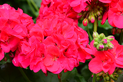 Americana Cherry Rose Geranium (Pelargonium 'Americana Cherry Rose') at Thies Farm & Greenhouses