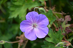 Rozanne Cranesbill (Geranium 'Rozanne') at Thies Farm & Greenhouses