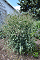 Northwind Switch Grass (Panicum virgatum 'Northwind') at Thies Farm & Greenhouses