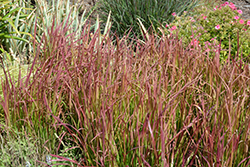 Red Baron Japanese Blood Grass (Imperata cylindrica 'Red Baron') at Thies Farm & Greenhouses