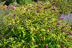 Monarch Crown Jewels Butterfly Bush (Buddleia 'Crown Jewels') at Thies Farm & Greenhouses