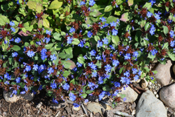 Plumbago (Ceratostigma plumbaginoides) at Thies Farm & Greenhouses