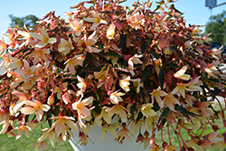 Bossa Nova Yellow Begonia (Begonia boliviensis 'Bossa Nova Yellow') at Thies Farm & Greenhouses