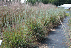 Standing Ovation Bluestem (Schizachyrium scoparium 'Standing Ovation') at Thies Farm & Greenhouses